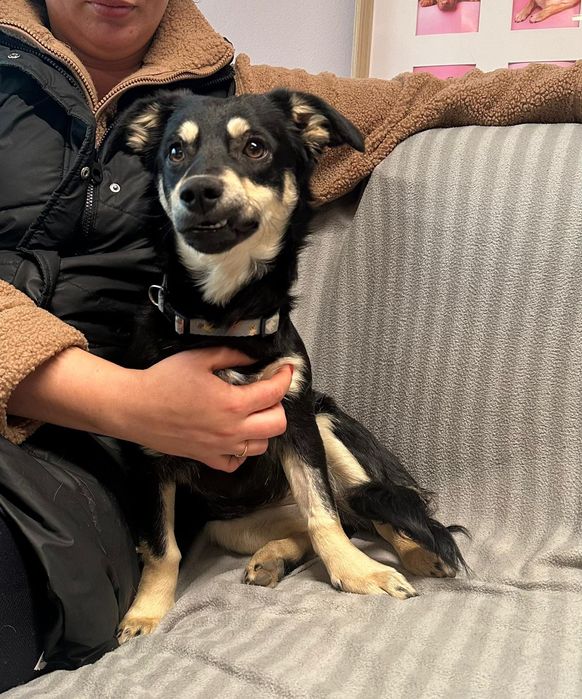 Szczeniak Stokrotka rozgląda się za nowym domem