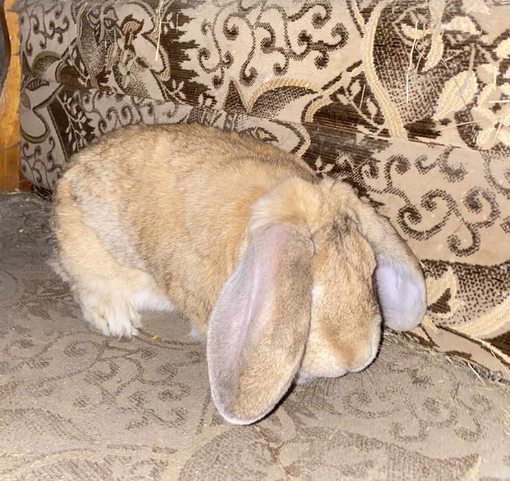 Kroliki na sprzedaż 2 kroliki za 60 zl