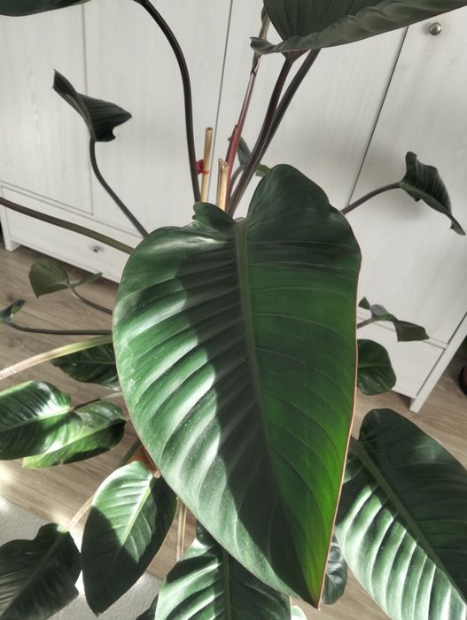 Przepiękny filodendron