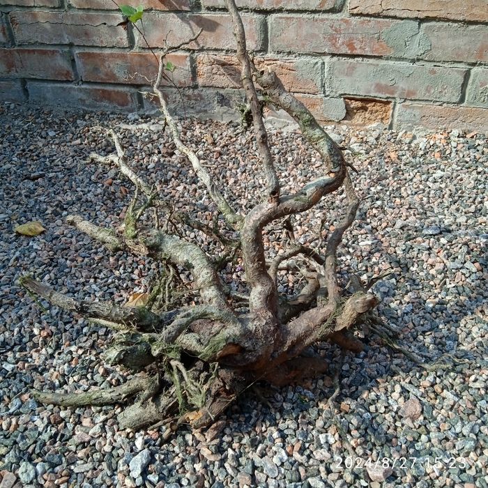 Мох Кристмас.Коряги.