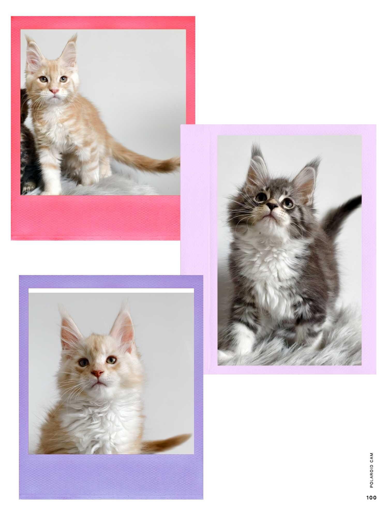 Maine Coon cudne kocieta