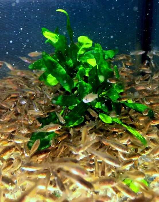 Мікрорасбора Галактика (Microrasbora Galaxy)