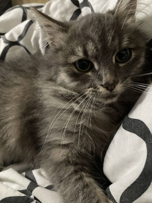 Віддамо в хороші руки