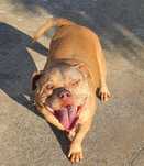 American bully fêmea