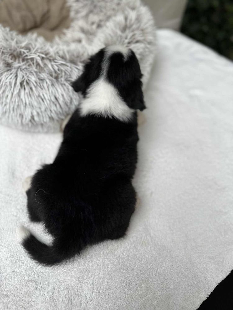 Chłopiec Border Collie