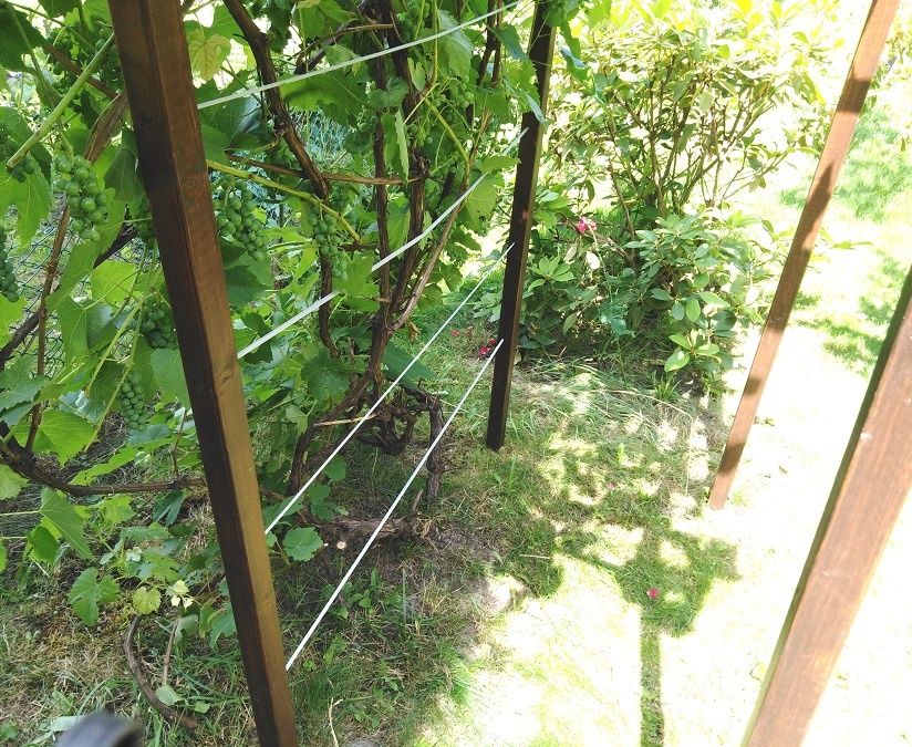Pergola dla winogron drewniana 180 x 120 x 185 x 4,5 Wood-system