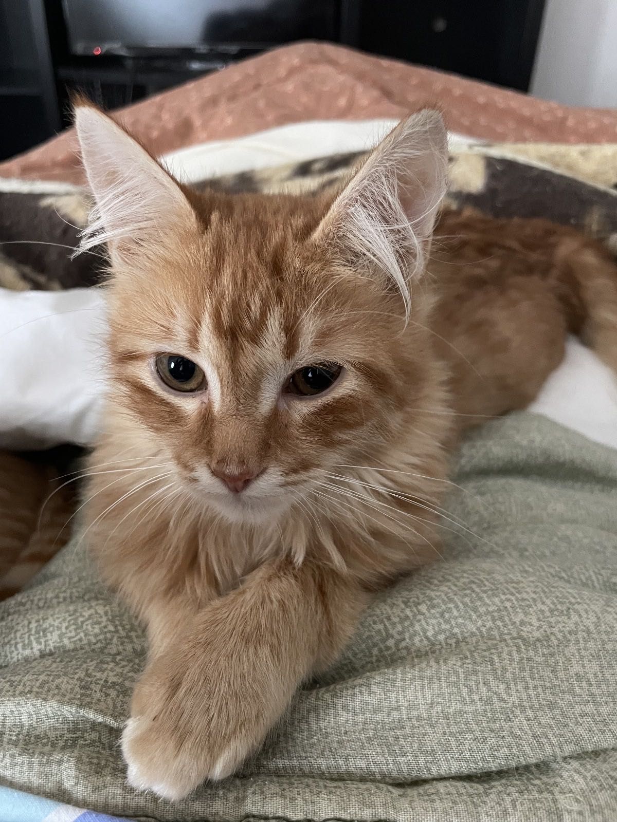 Gatinho laranja 2 anos