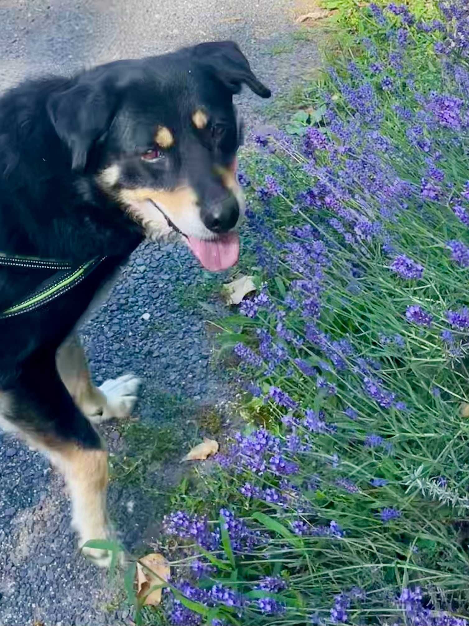 Pies w typie pasterski berneński poleca się do adopcji