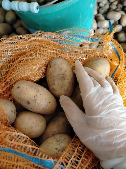 Ziemniaki,bez oprysków i nawozów