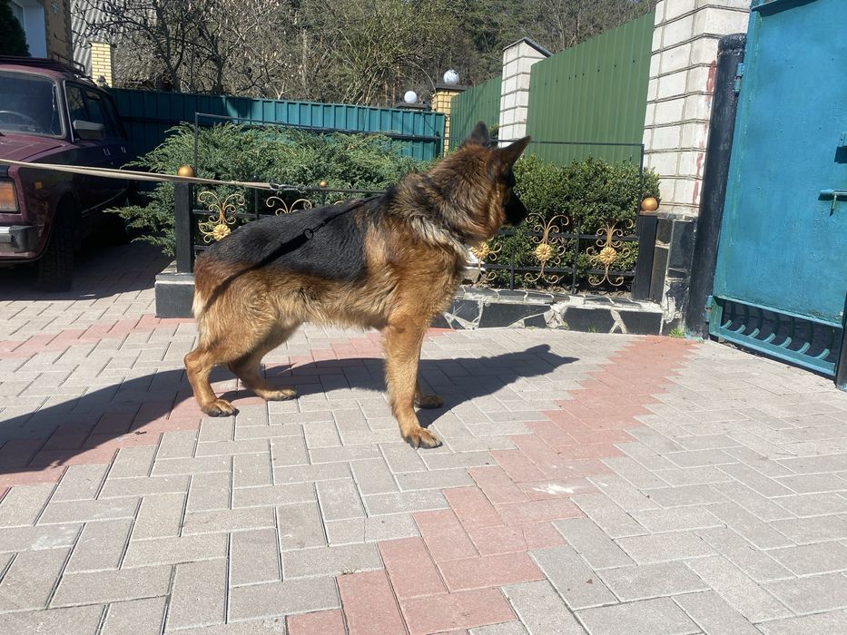 Для Вязок Німецька вівчарка Розвязаний