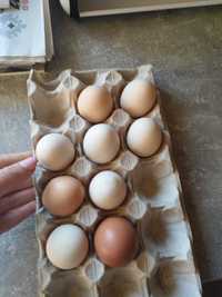 Jajka wiejskie polecam są pyszne