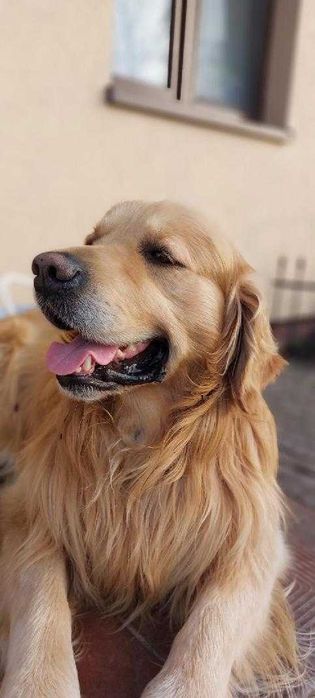 Golden retriever szczenię- ostatni piesek