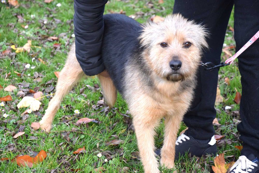 Cudna, przekochana, przytulasna, młoda, porzucona sunia szuka domku