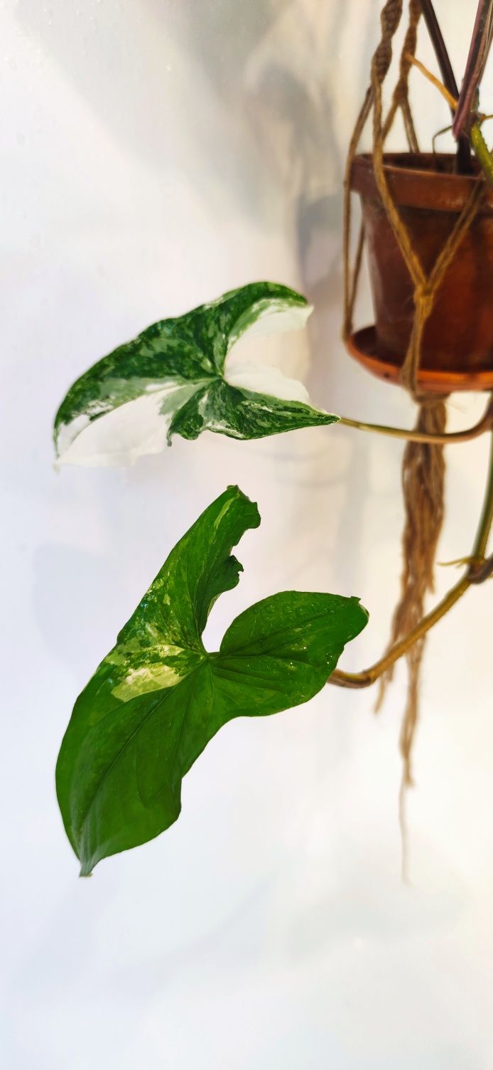 Syngonium emerald gem variegata, makrama.
