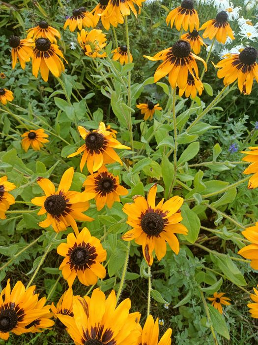 Rudbekia naga błyskotliwa omszona