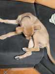 Cão pinscher para adoção responsável