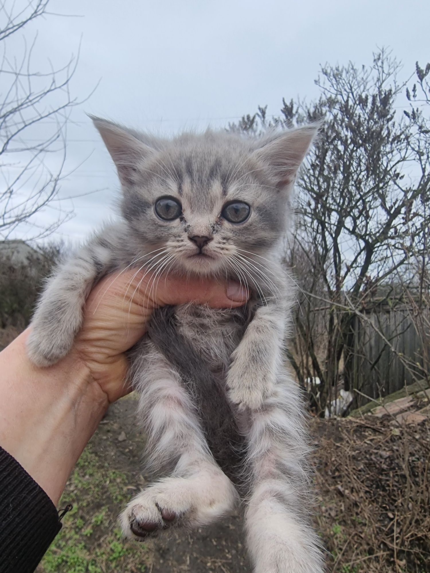 Котенок готов переехать в новую сеиью