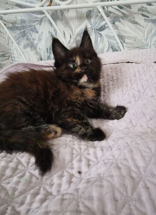Maine Coon kotka kocięta