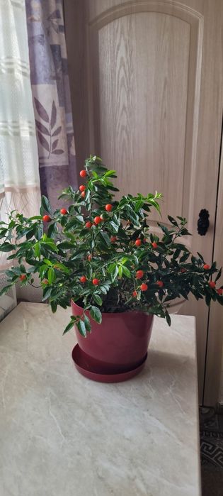 Декоративний томат