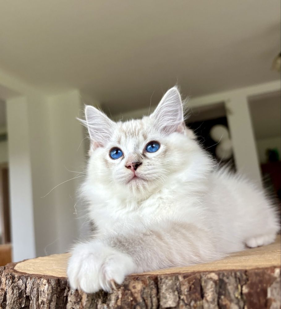 Ragdoll FPL kocurek seal mitted tabby