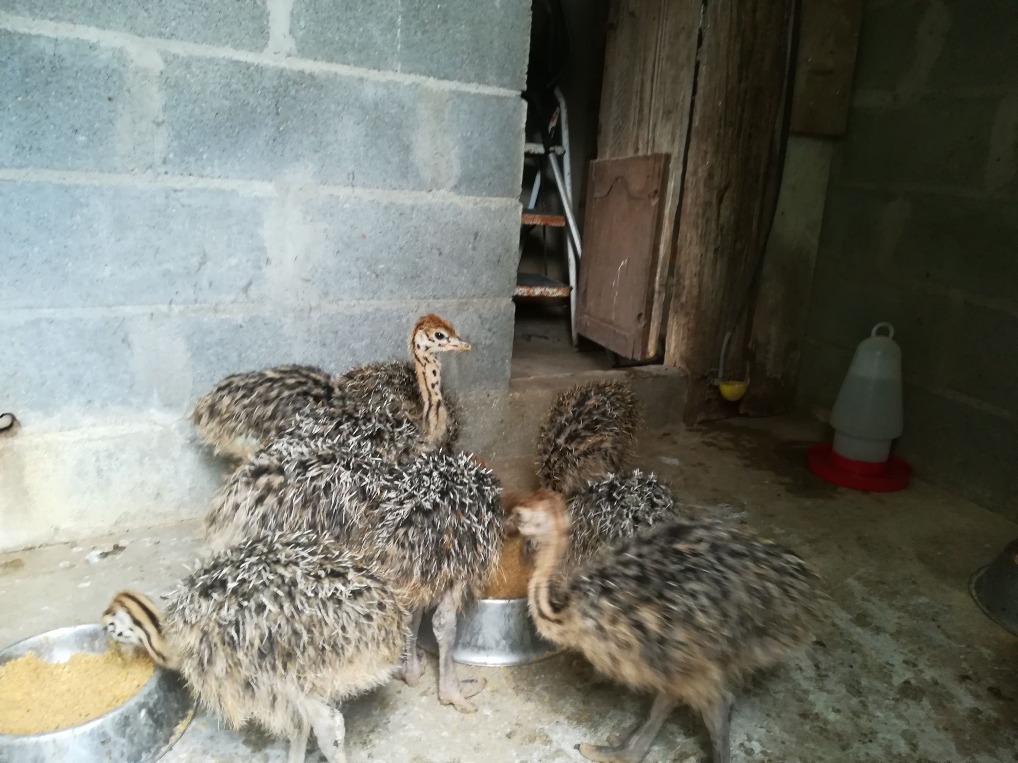 Ovos de avestruz galados