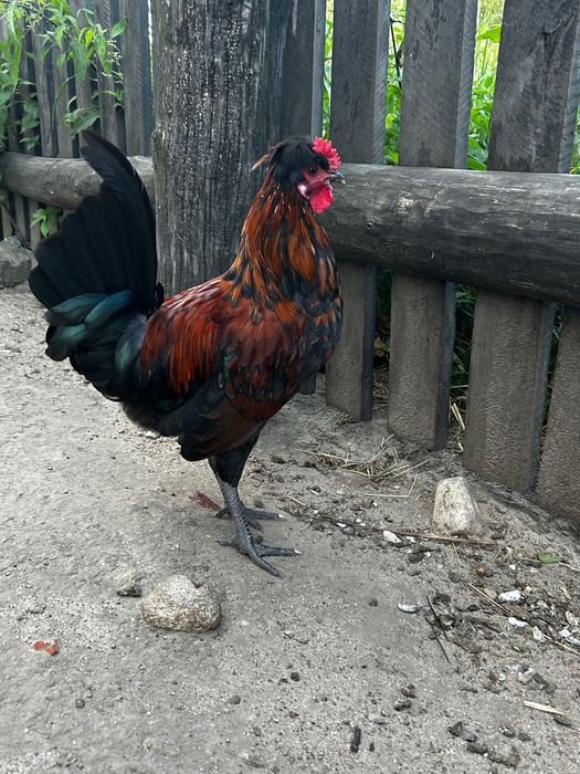 Małe ozdobne kogutki
