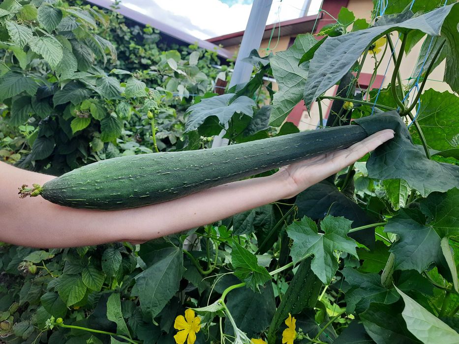 насіння люфи (мочалки)