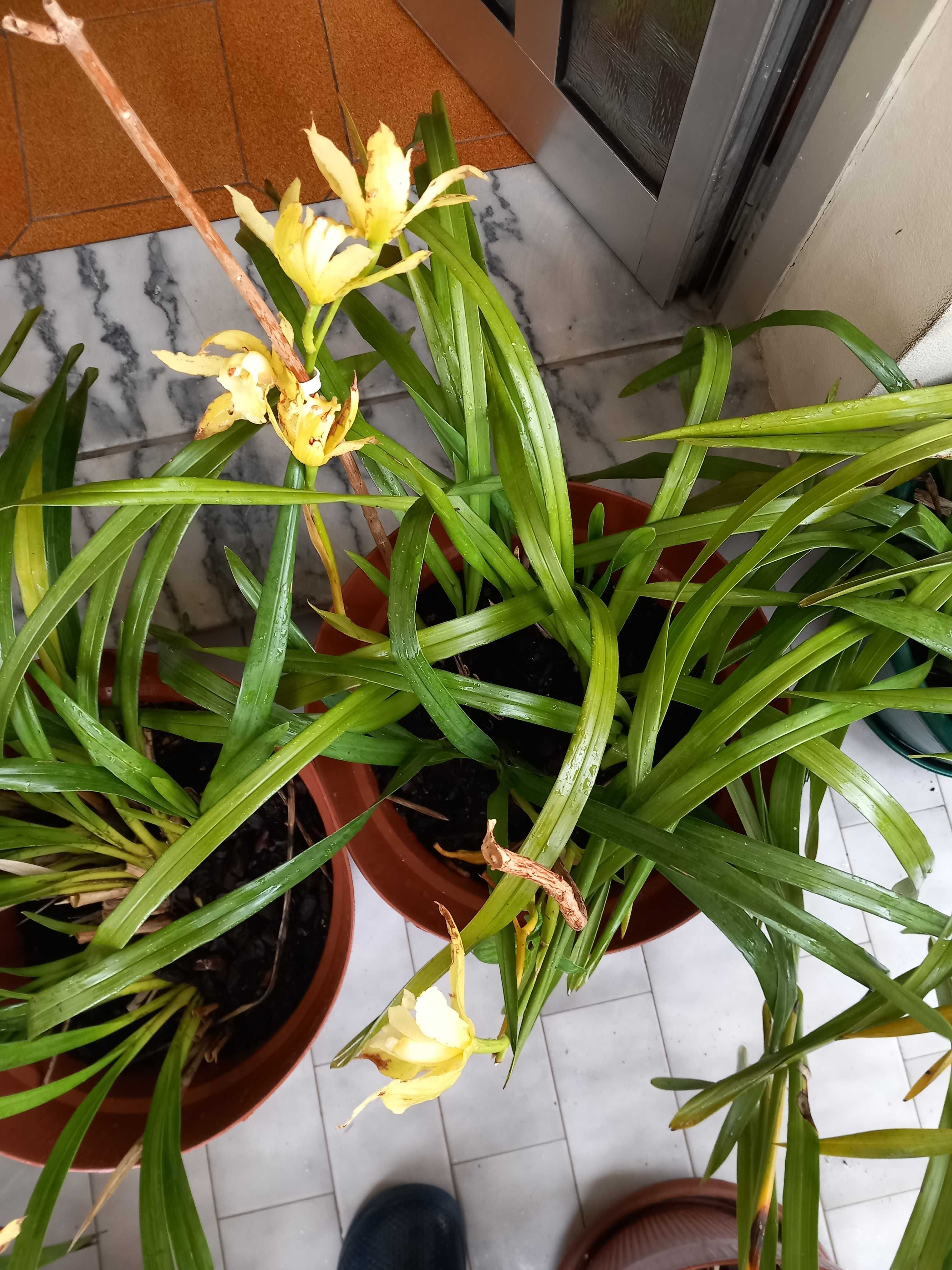 Vasos Orquídeas amarelas de exterior