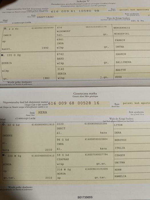 Wałach 2,5 roku po Santiago