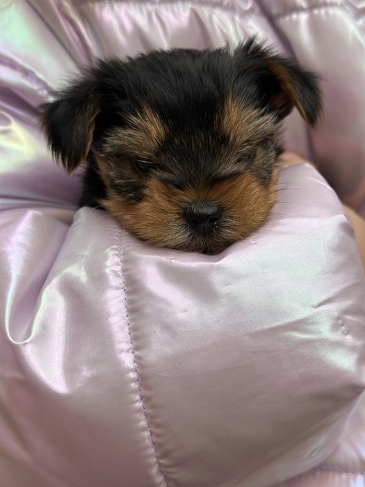 Цуценя йорка йоркшерський терєр