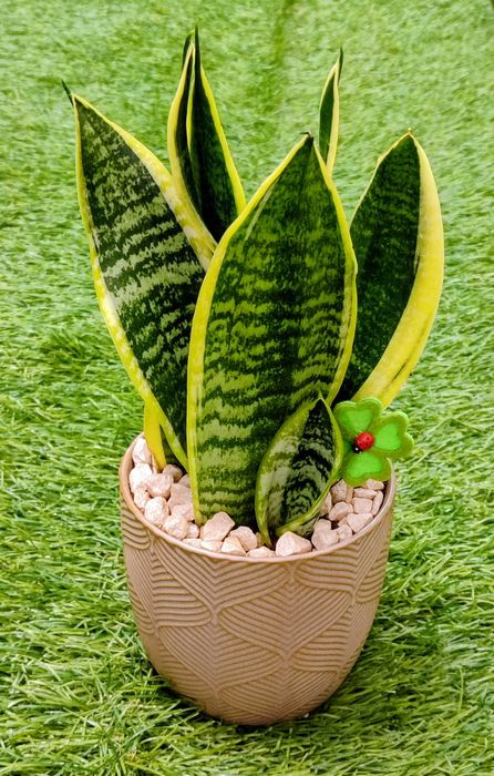 Arranjos com suculentas/ espadas