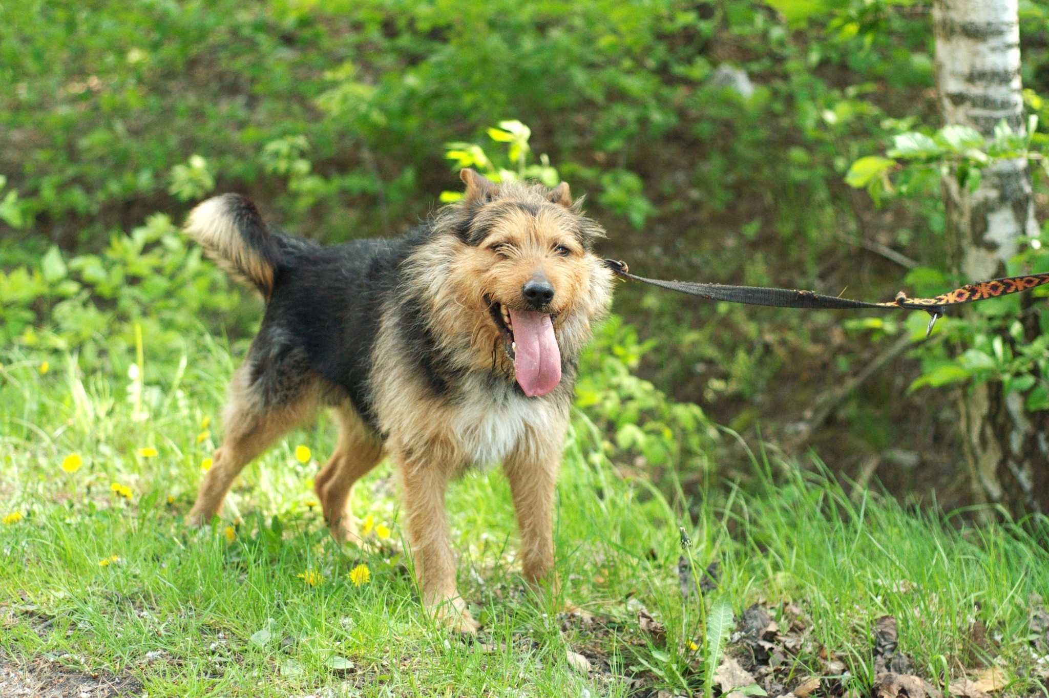 RIZAR - psiak w typie teriera bardzo polecany do adopcji