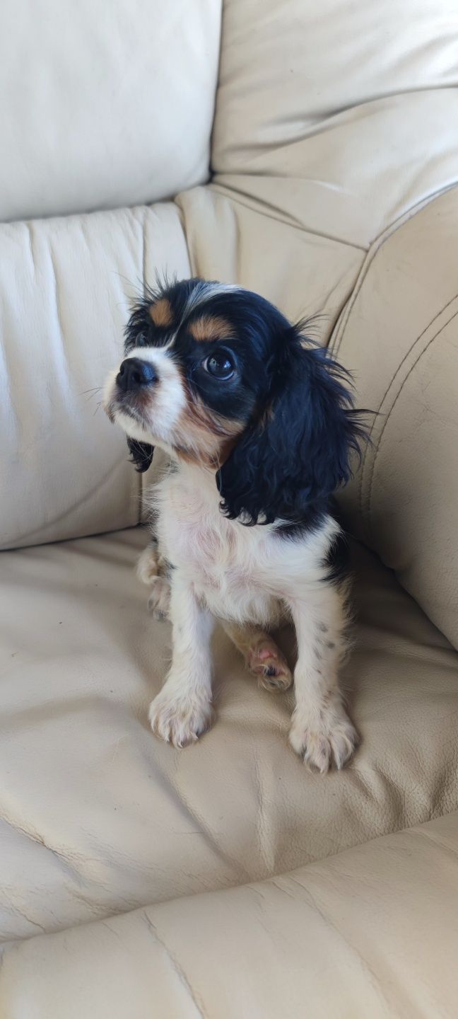 King Charles Cavalier macho disponível
