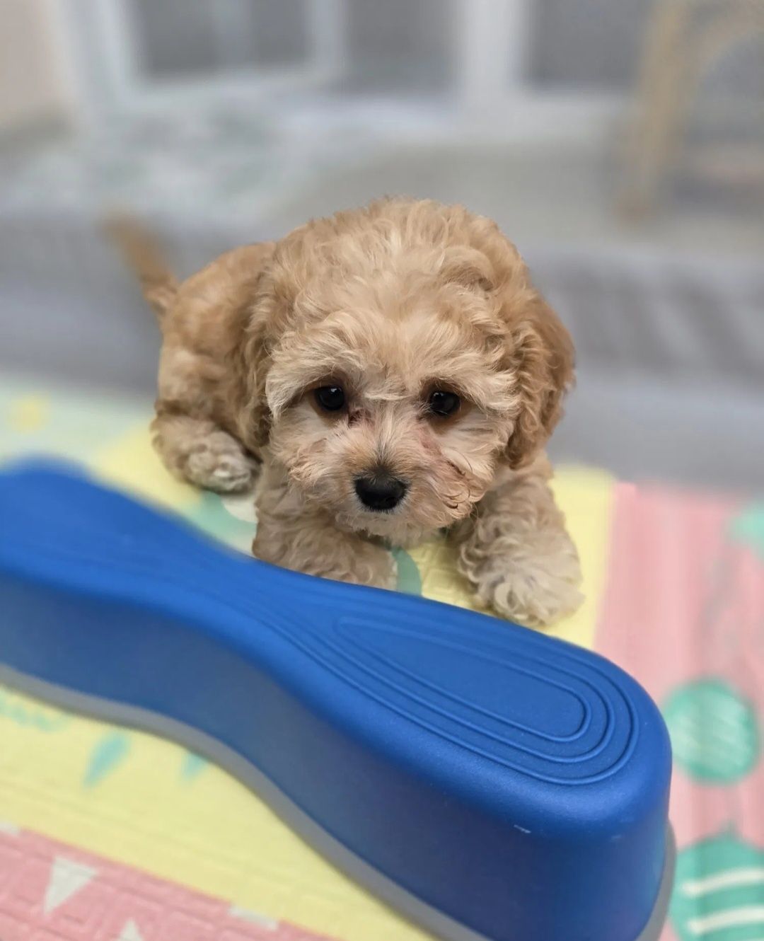 Maltipoo disponível