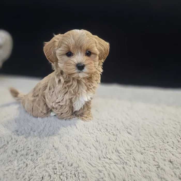 Maltipoo disponível