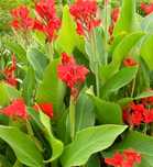 Canna paciorecznik, kana czerwona, kanna
