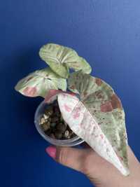 Syngonium milk confetti variegata