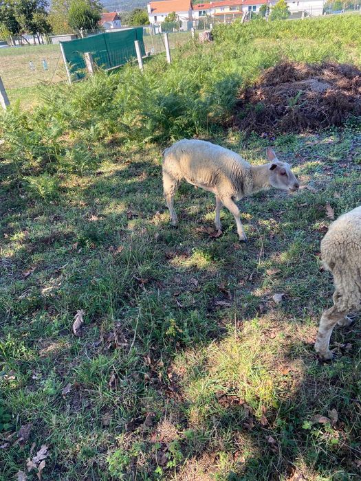 Vendo anho suffolk de 8 meses e um anho charolles de 7 meses(carneiro)