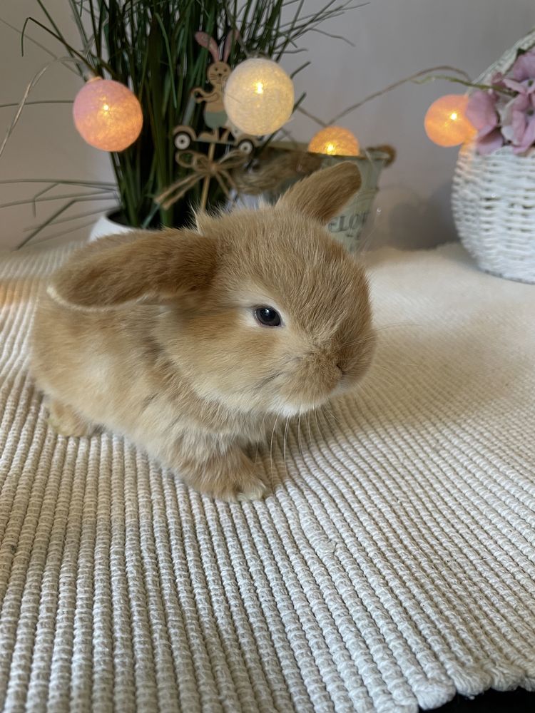 Króliczki królik mini lop miniaturowy baranek LEGALNA HODOWLA