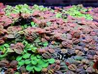 Phyllanthus fluitans rośliny pływające po tafli akwarium