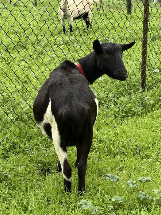 Cabra de raça grande