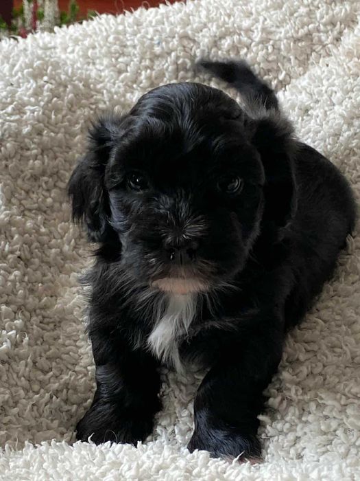 Śliczna sunia- szczeniaczek rasy Hawańczyk ZKwP