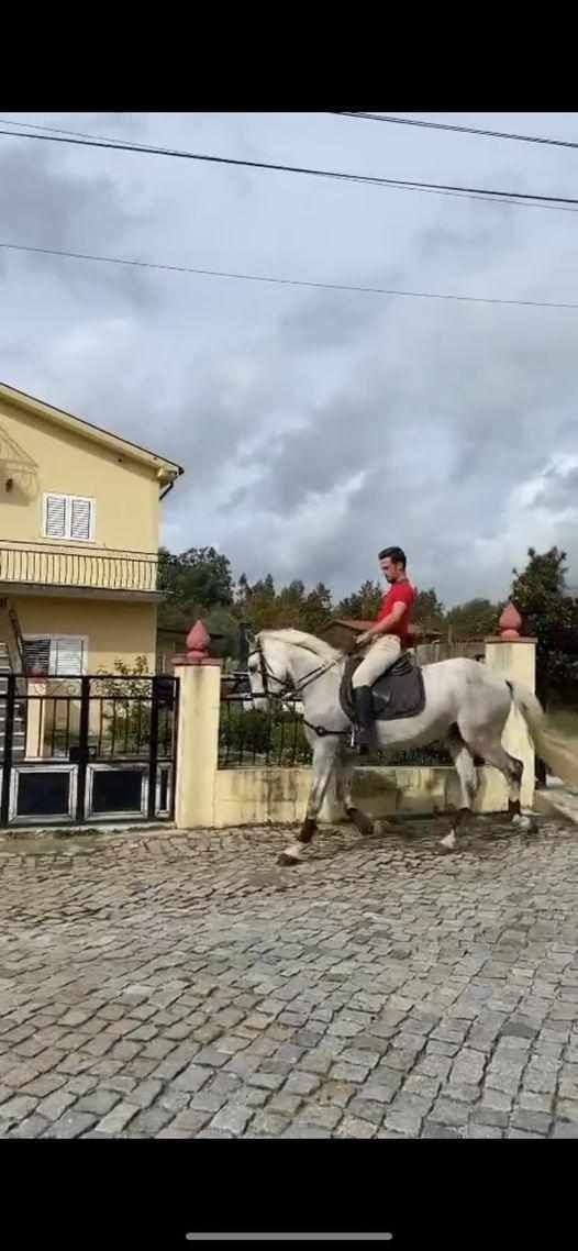 Cavalo manso montado