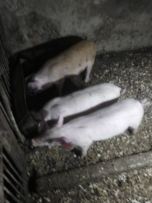 Поросята. Пацюки. Лошки