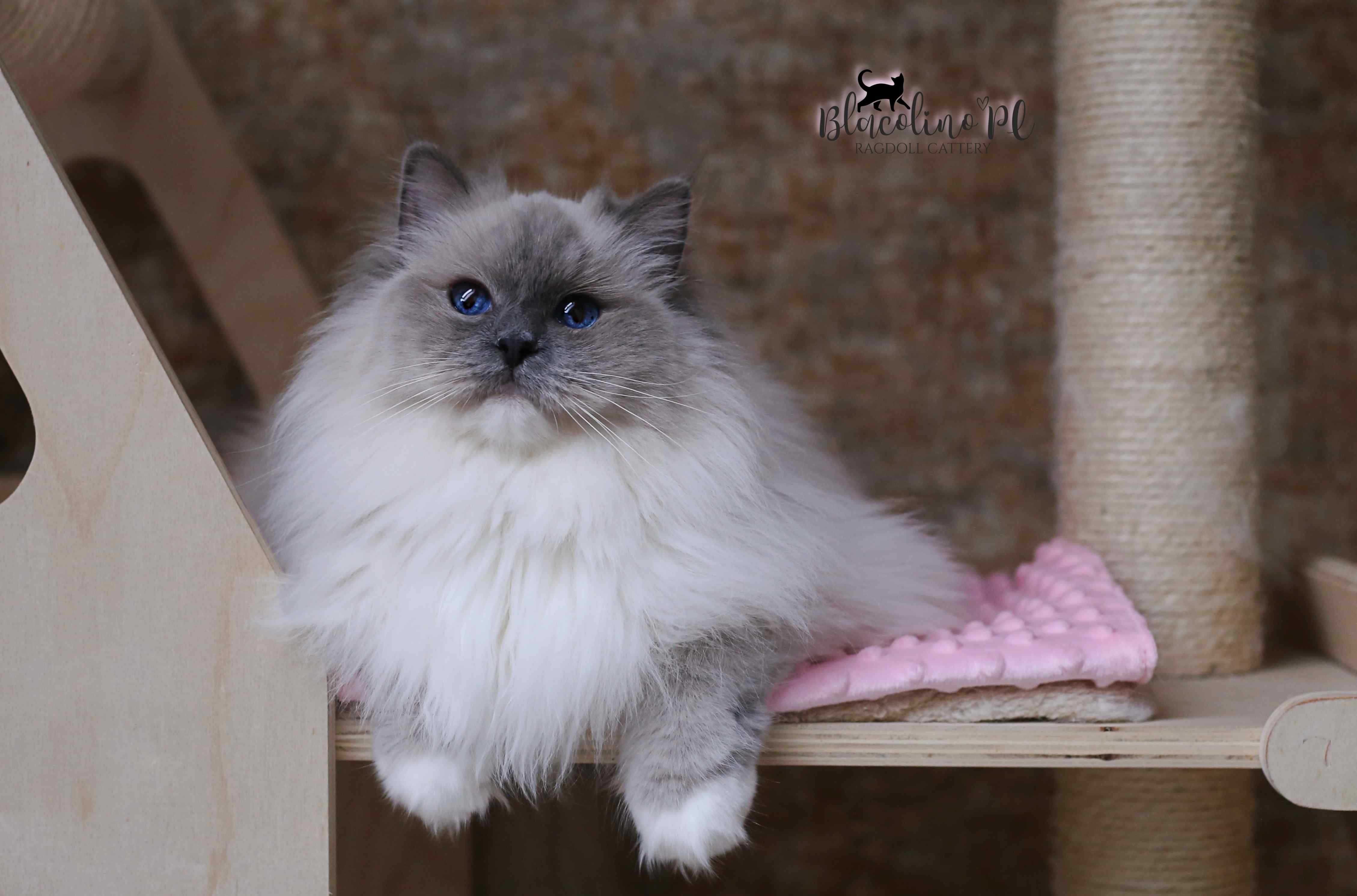 Rezerwacja RAGDOLL kotka do hodowli i na wystawy BLUE mitted, rodowód