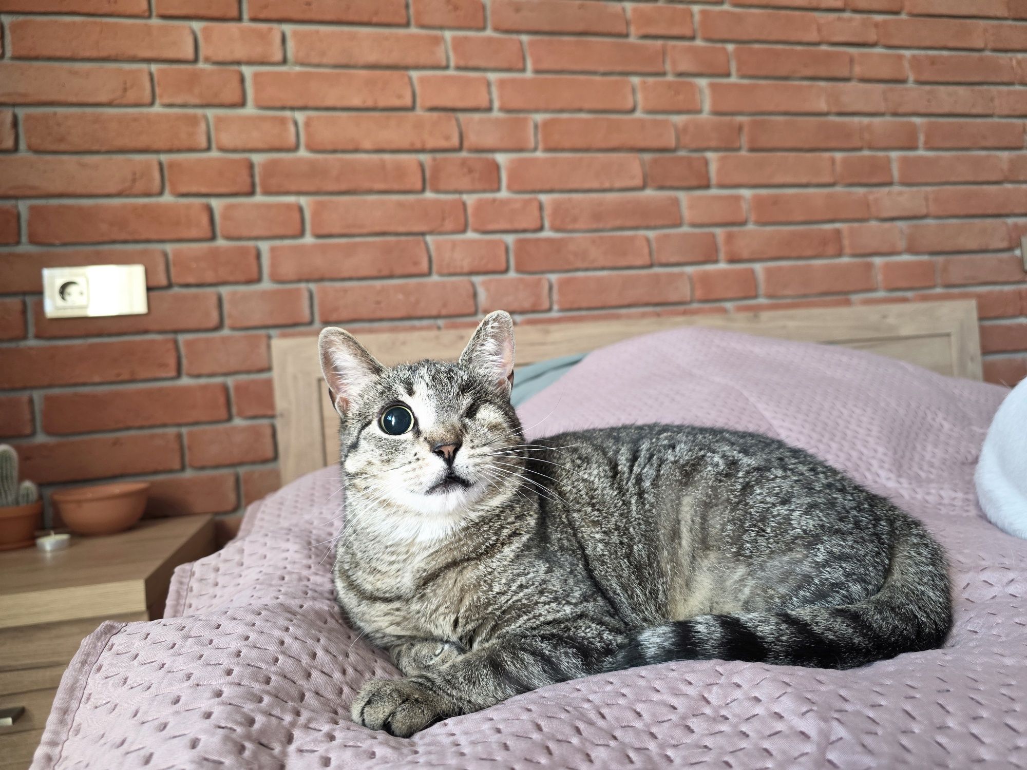 Grażynka kotka do adopcji 3 lata