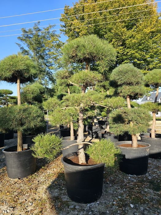 Sosna czarna Bonsai