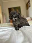Pudel miniaturowy chlopiec Blue merle.