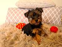 Yorkshire terrier, piesek york