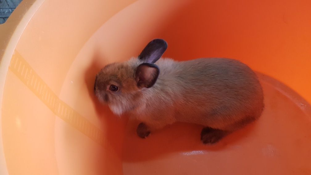 Vendo Coelhos anão